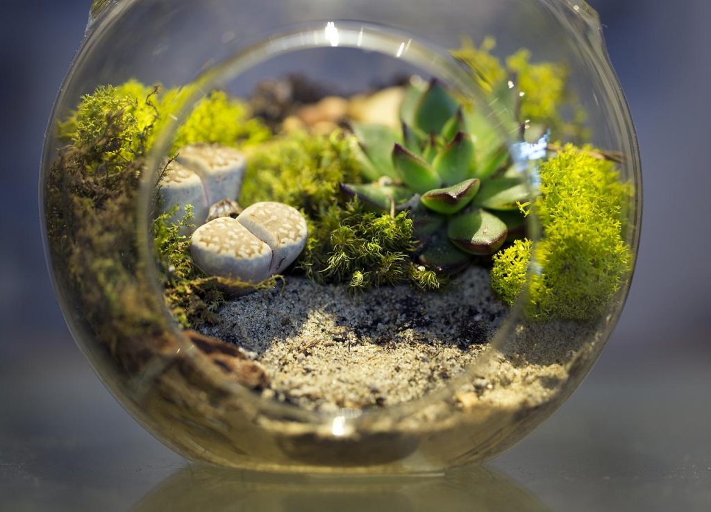 terrarium plantes grasses jardiland