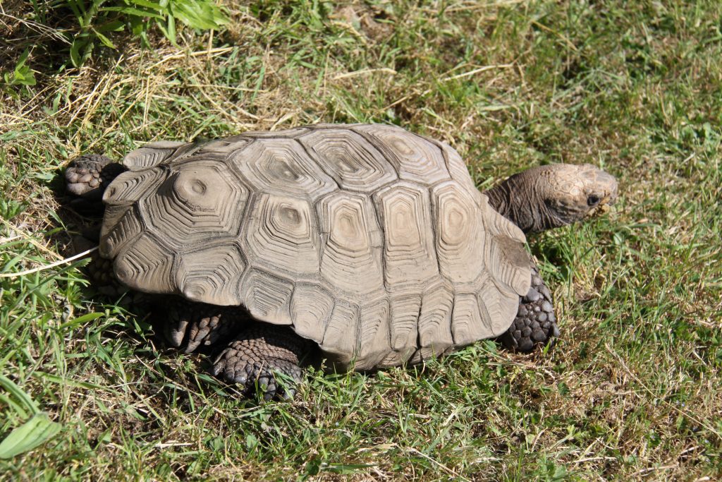 abreuvement tortue hermann