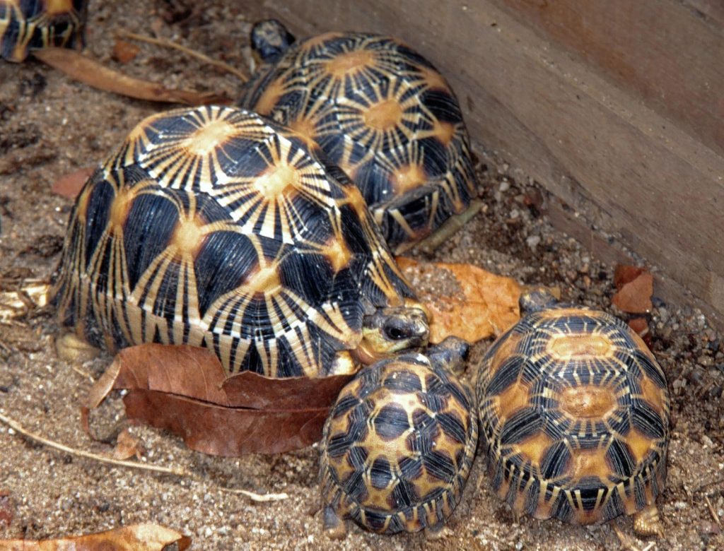 alimentation tortue d'hermann