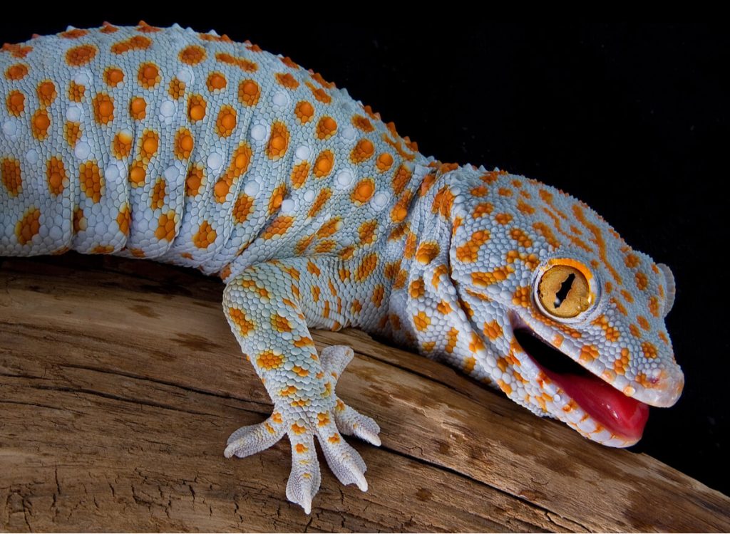 gecko leopard albinos