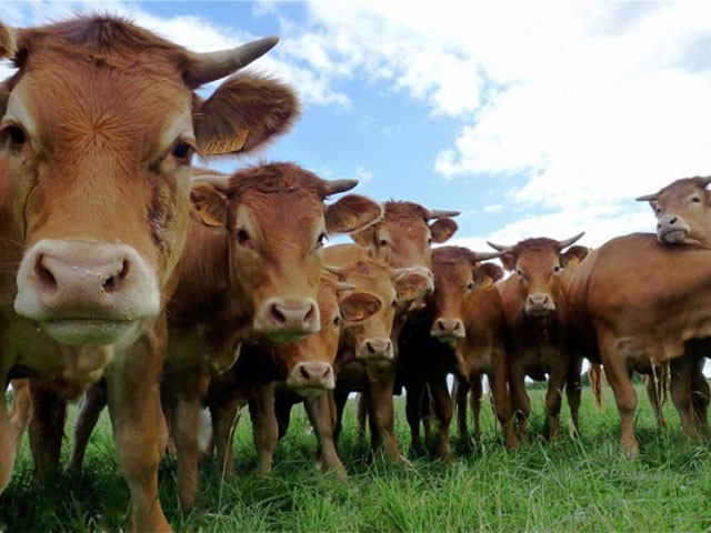 elevage gecko a crete quebec