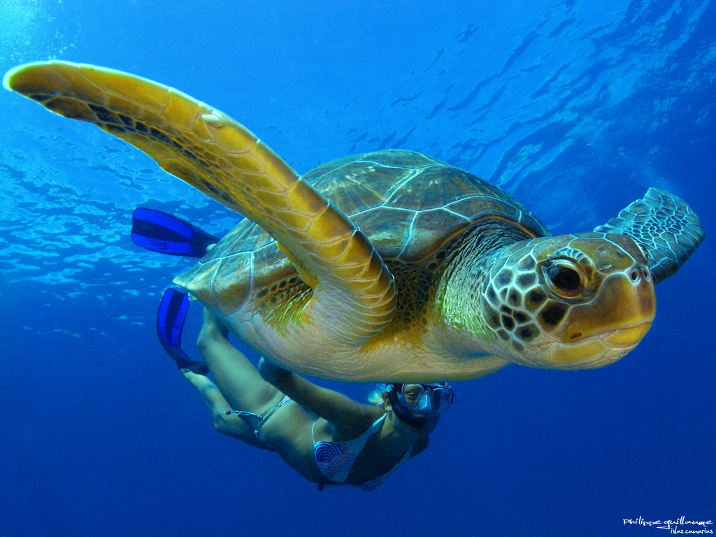 liste alimentation tortue hermann