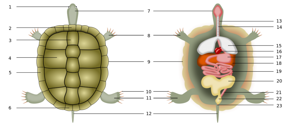Comment vit une tortue hermann ?