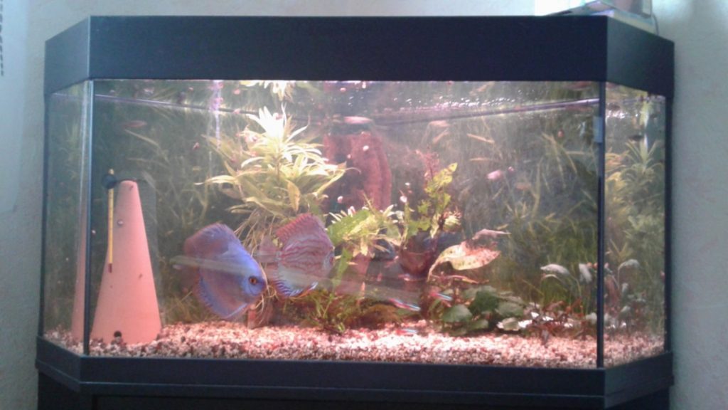 aquarium d'angle 100 litres