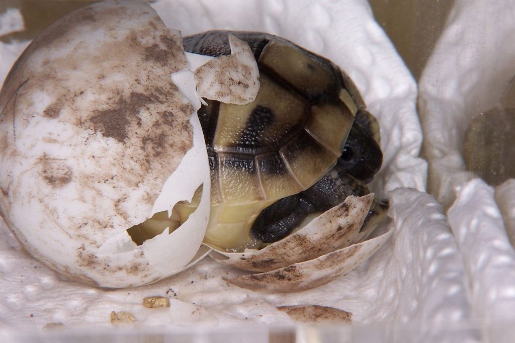 aquarium pour tortue aquatique