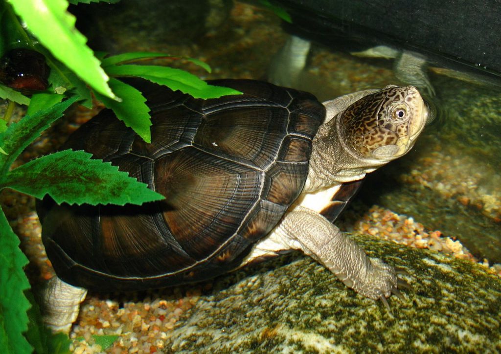 Comment faire un aquarium a tortue ?