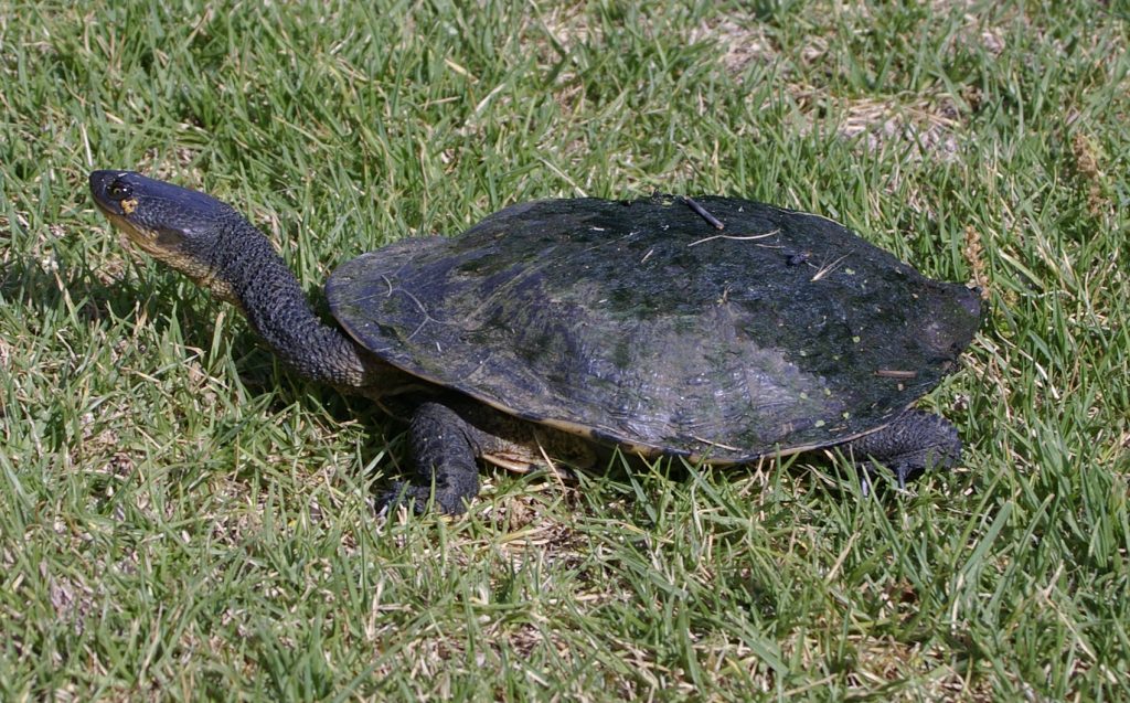 Quel tortue aquatique choisir ?