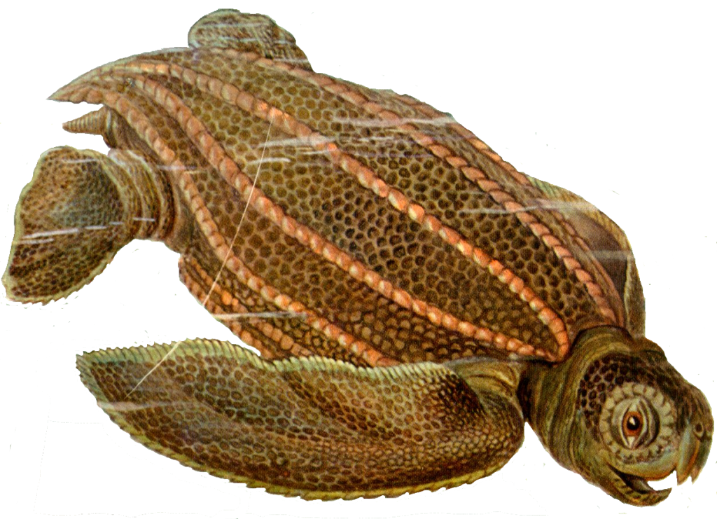 aquarium tortue terrestre