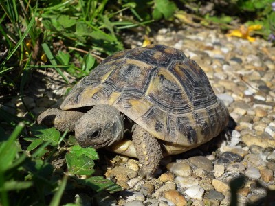 cage pour tortue hermann