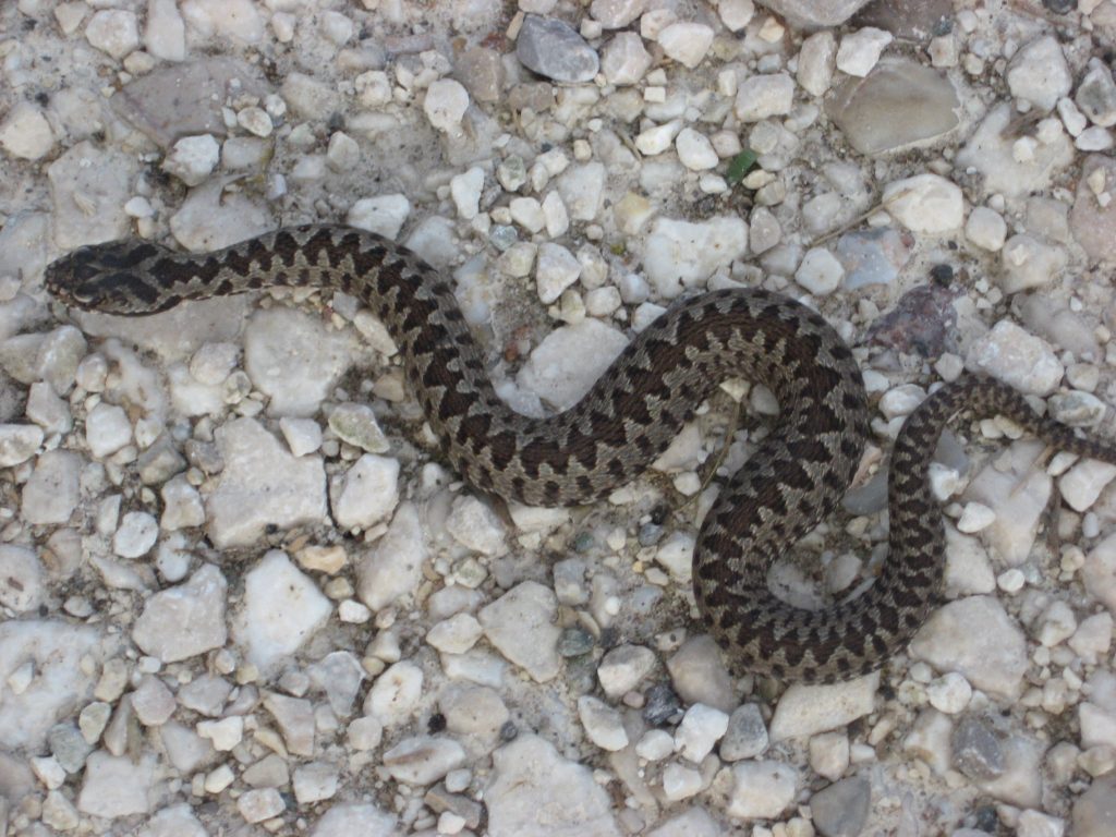 enclos pour tortue de terre