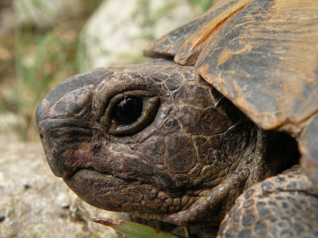 enclos pour tortues hermann