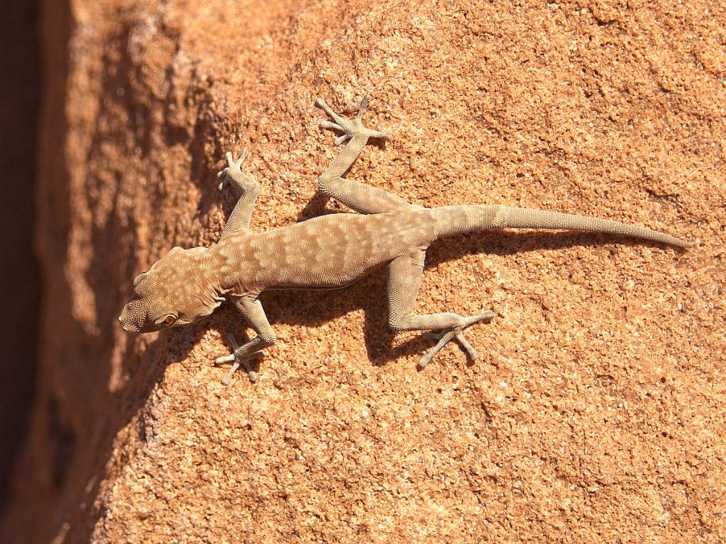 gecko leopard terrarium