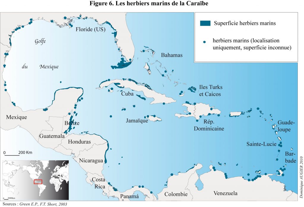 grande tortue de mer