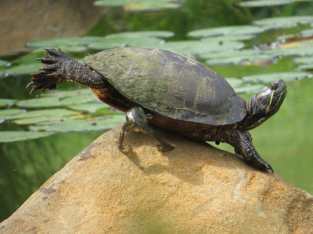 hibernation reptiles