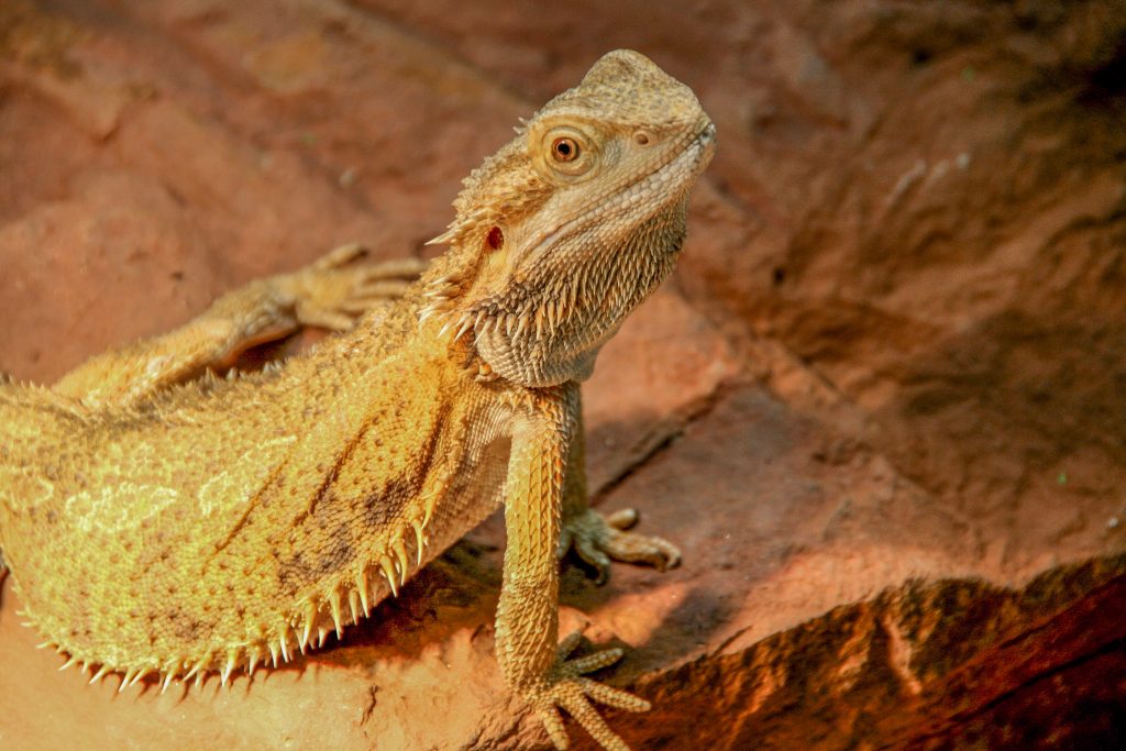 lezard domestique pogona