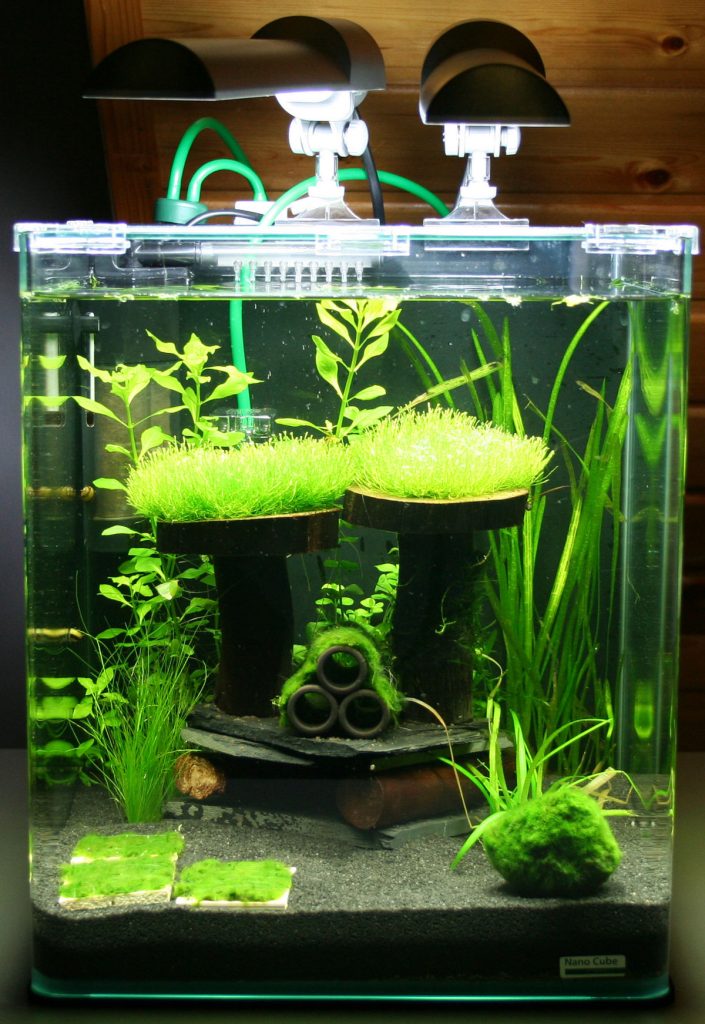 mini plante pour terrarium