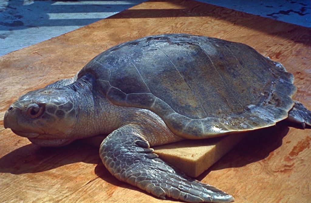 Comment nourrir une tortue grecque ?