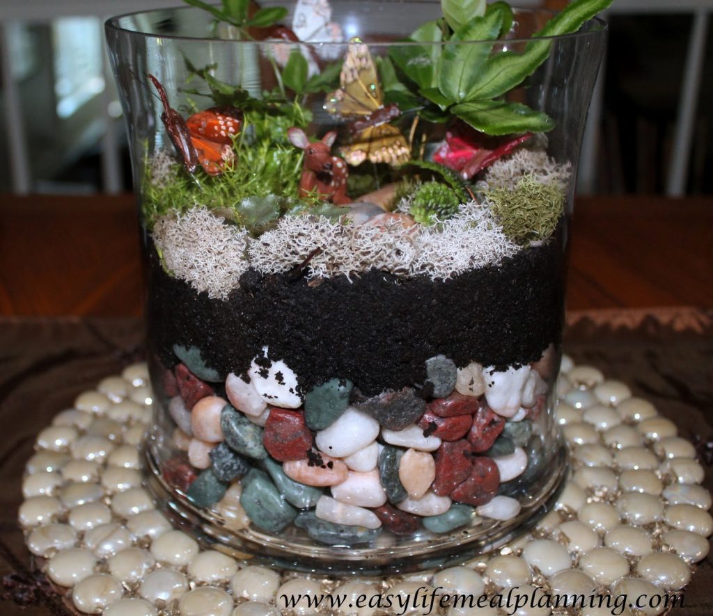 plante en terrarium
