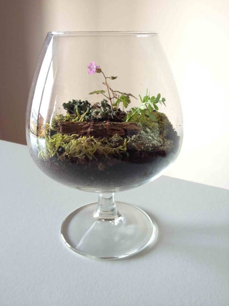 plante en terrarium