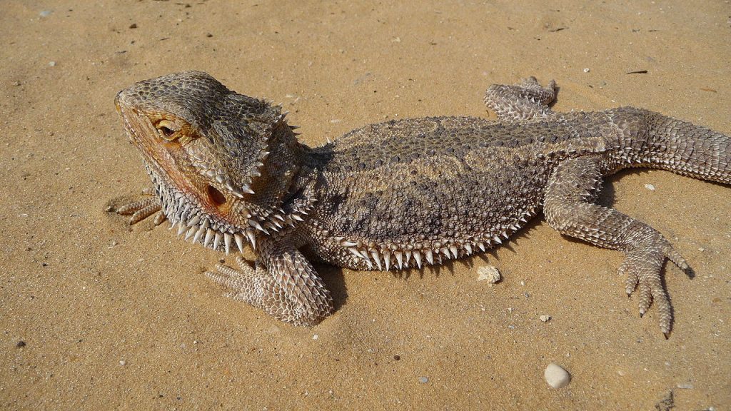 pogona taille
