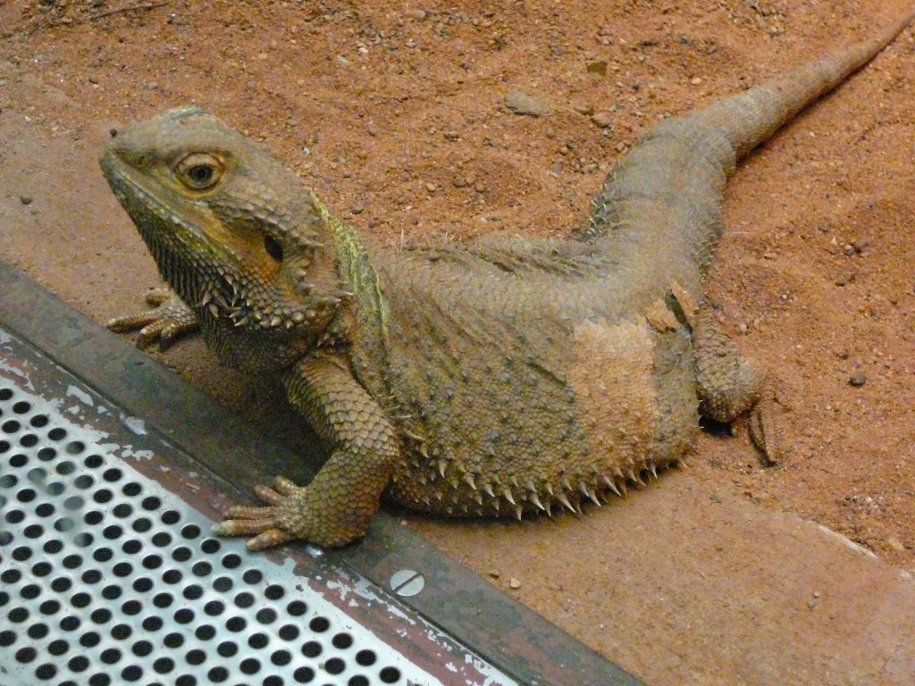 pogona vitticeps adulte