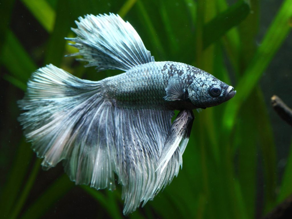 poisson aquarium eau douce