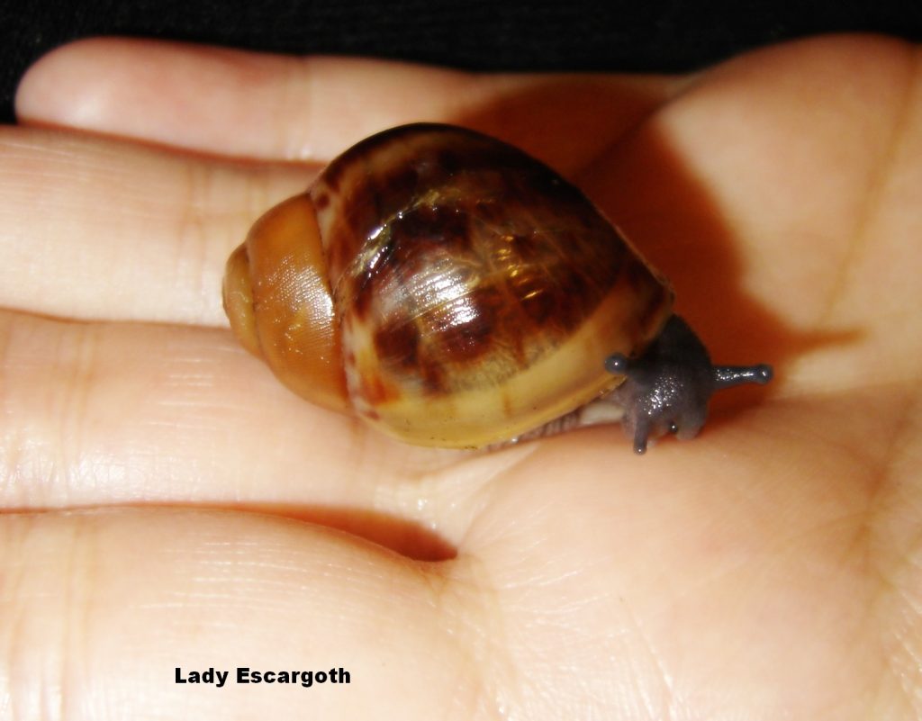 que mange les tortues d'eau