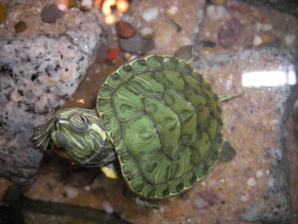 radiata tortue