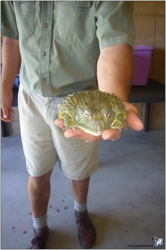 terrarium arboricole