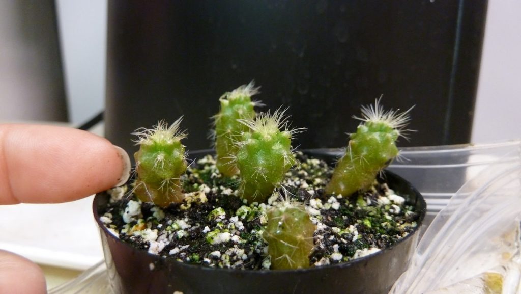 terrarium pour cactus