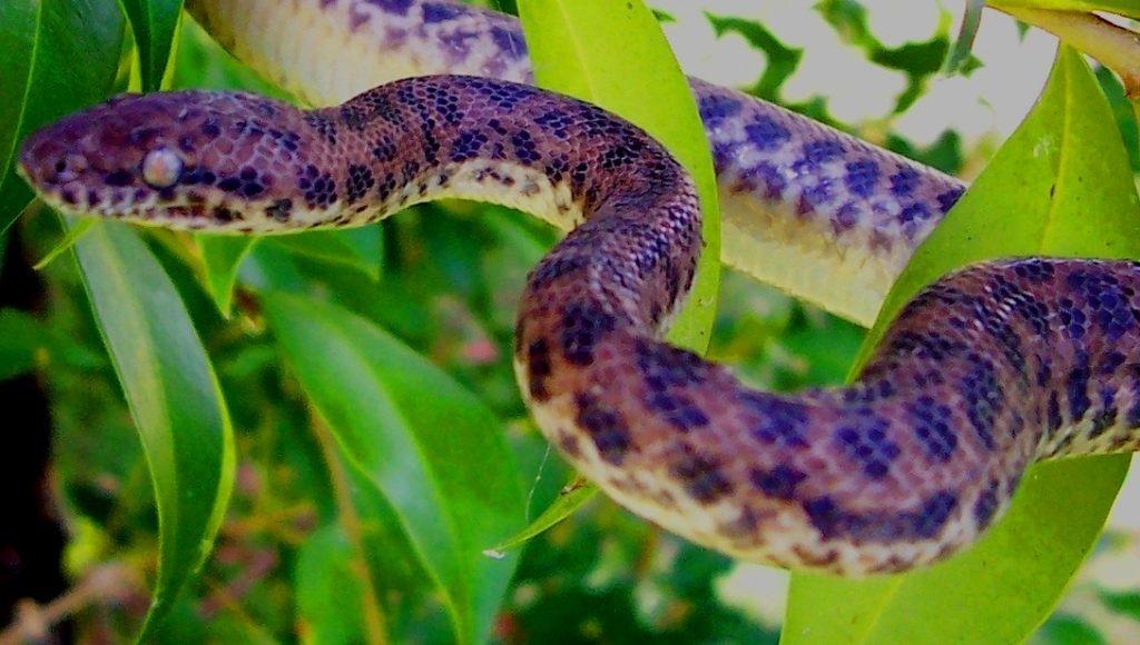 Comment construire un terrarium pour reptiles ?