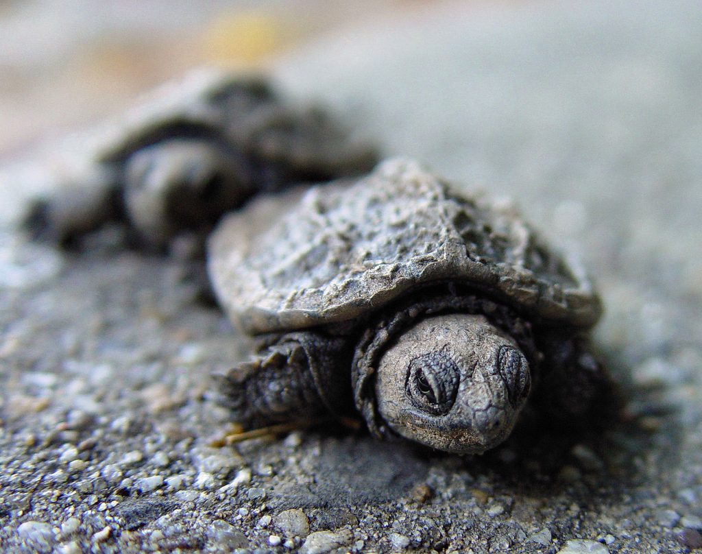 Terrarium Tortue Terrestre Hermann – Reptiles Zoo