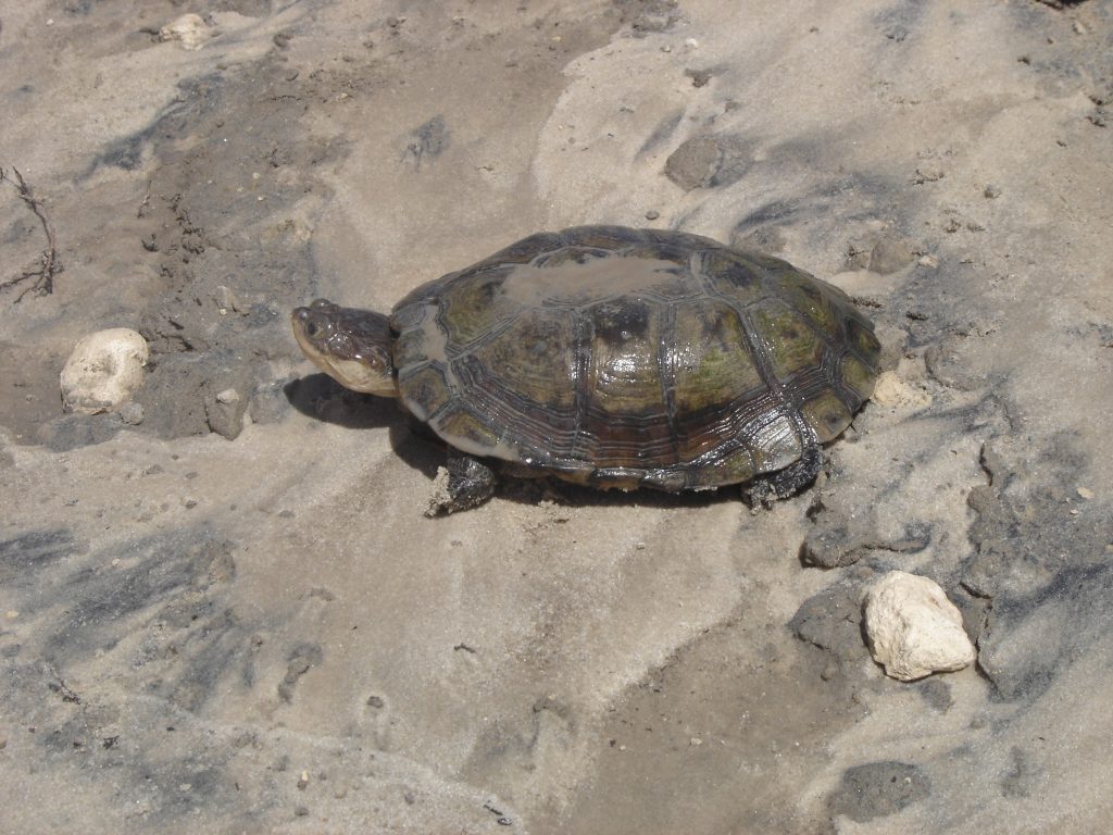 tortue d eau pelomedusa