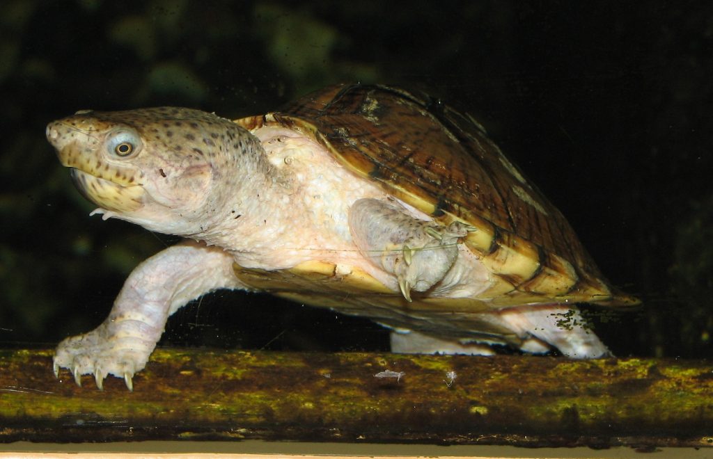 tortue d eau pelomedusa