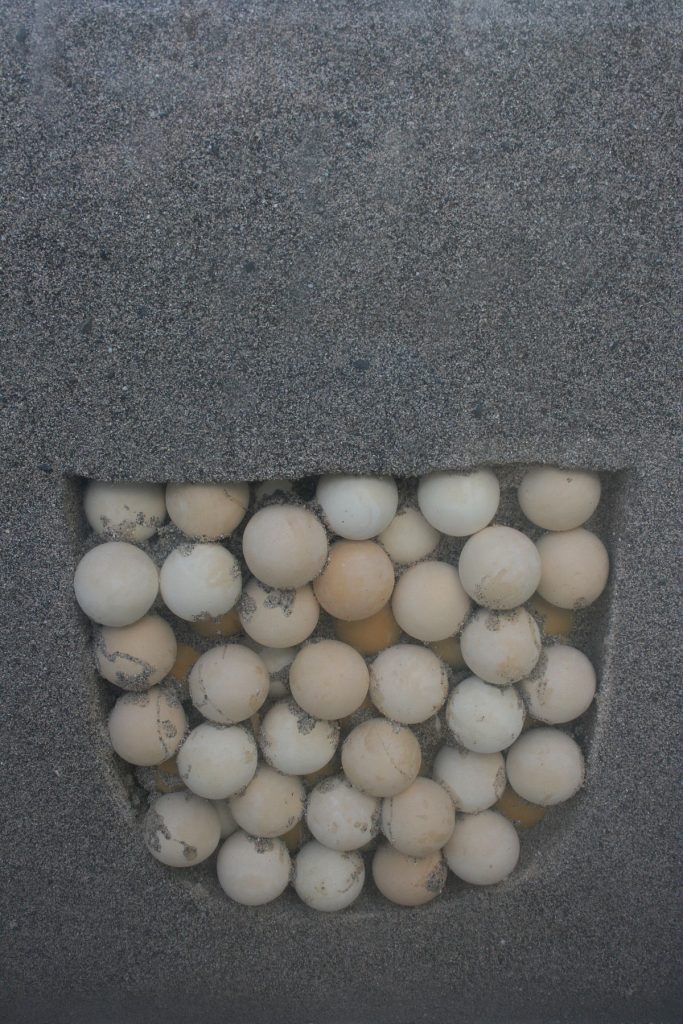 Ou trouver une tortue de floride ?