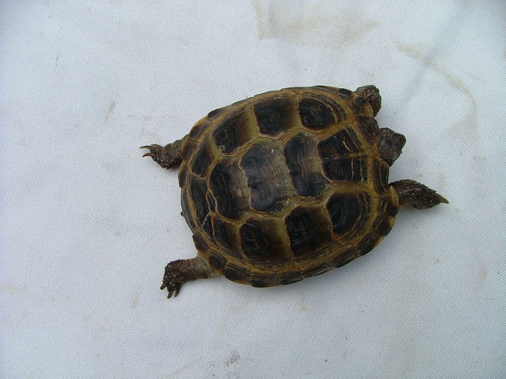 tortue de horsfieldii