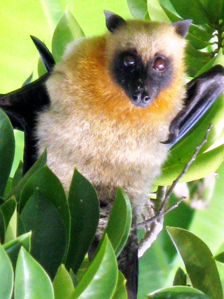 tortue de mer wikipedia