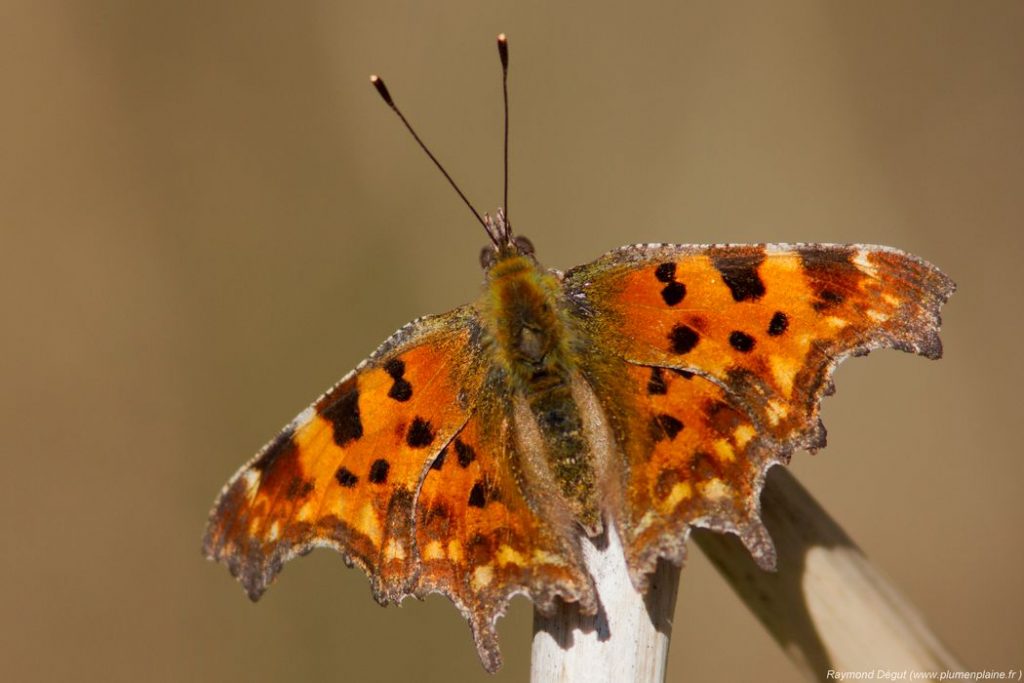 tortue d'eau domestique