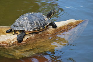 tortue d'eau douce aquarium taille