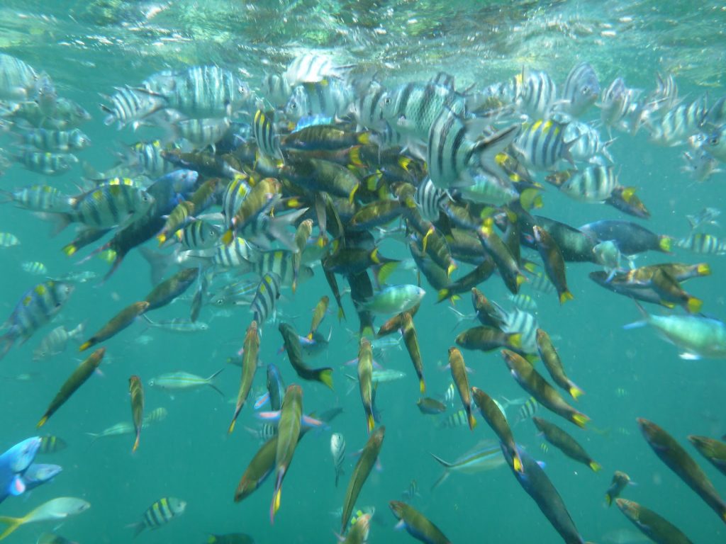 Quelle est la particularité de la tortue géante des seychelles ?