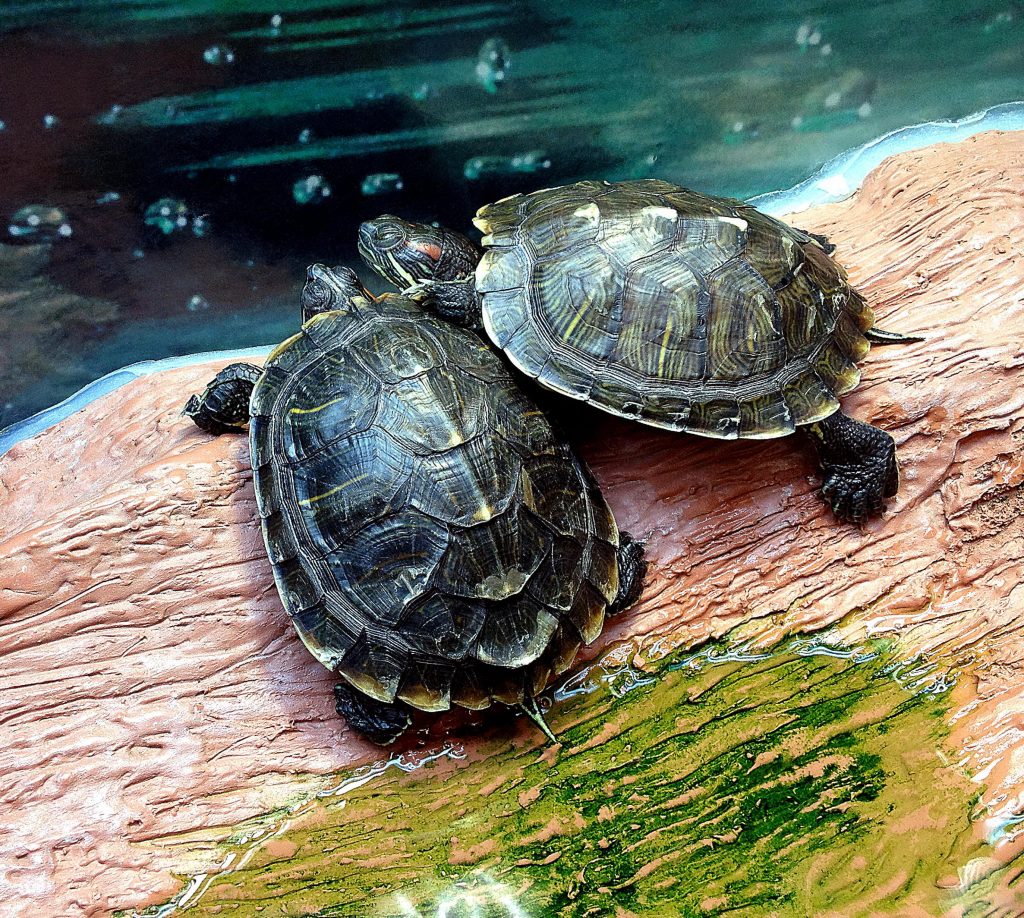 tortue horsfieldii