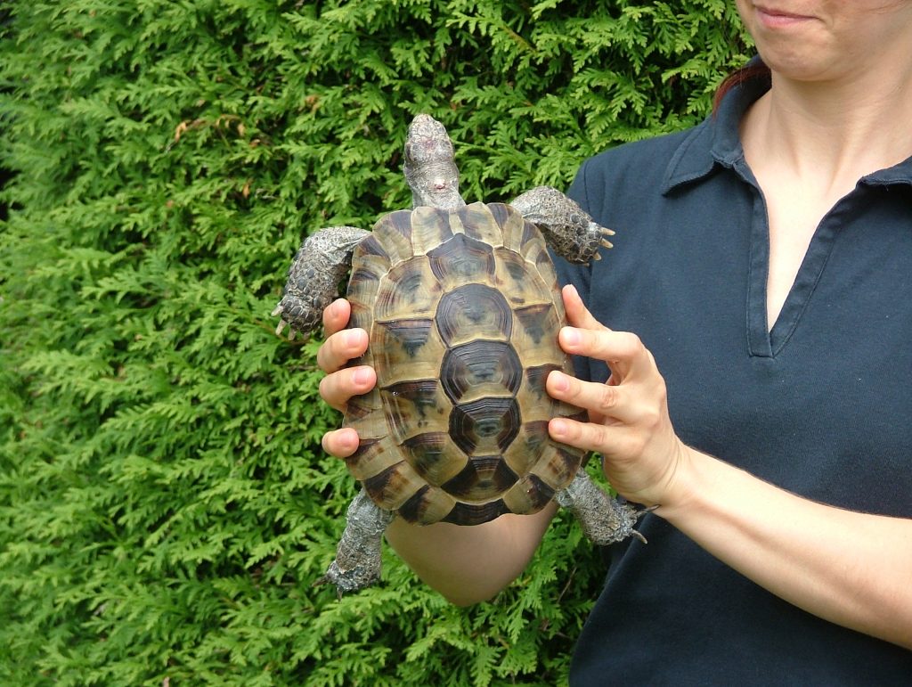 tortue ibera