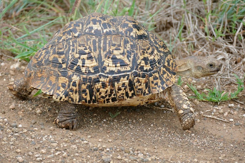 Que donner a manger a une tortue léopard ?