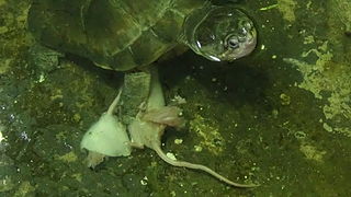 tortue pelomedusa aquarium