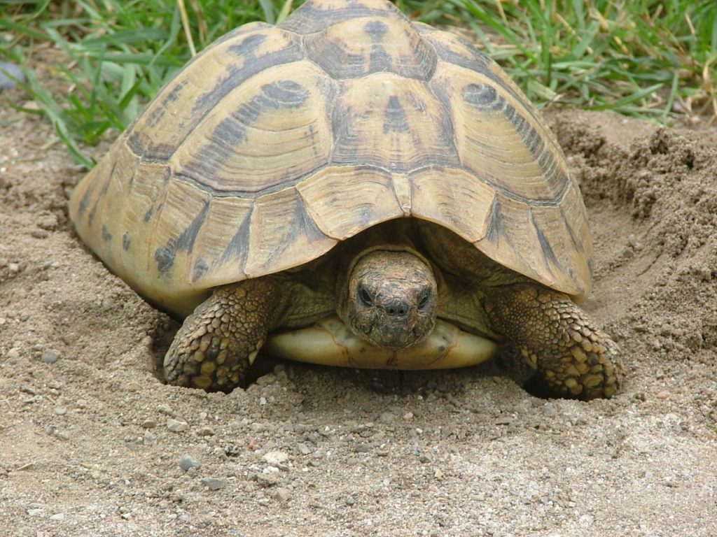 tortue testudo boettgeri