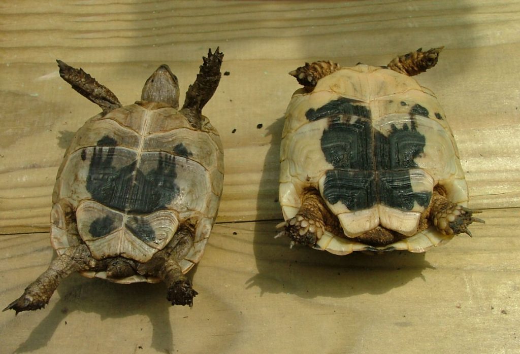 tortue testudo boettgeri