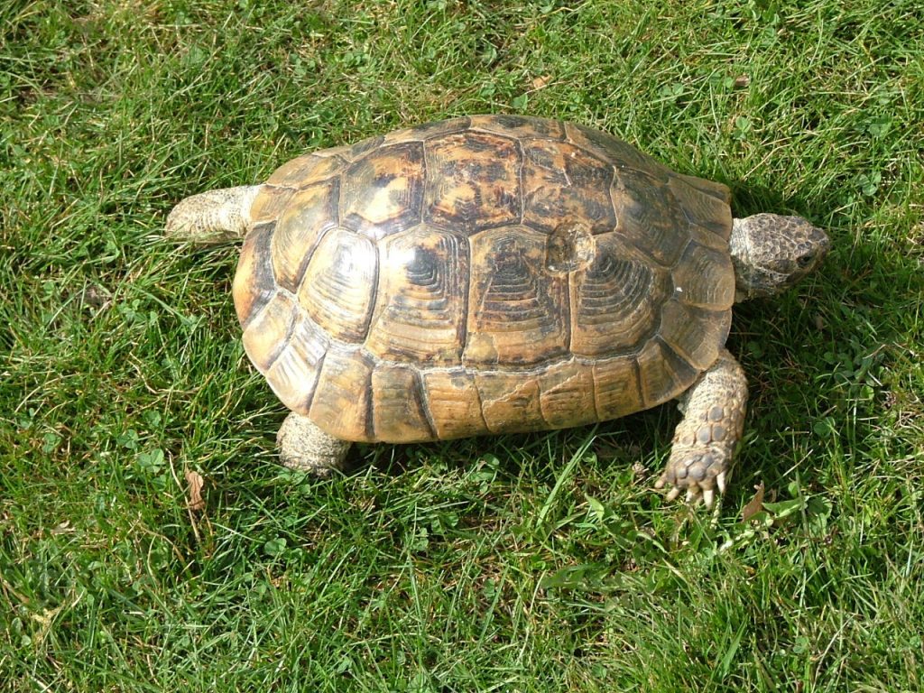 prix tortue d'eau jardiland