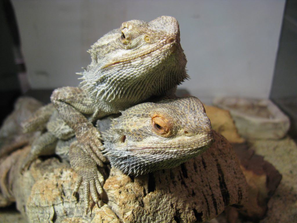 parc zoologique de la flèche